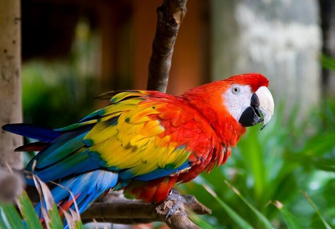 Puntarenas Shore Excursion: Rainforest Skywalk & Tarcoles River Eco Cruise