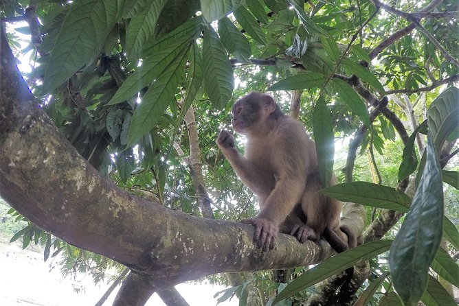 Puyo Jungle Day-Trip From Banos  – Baños