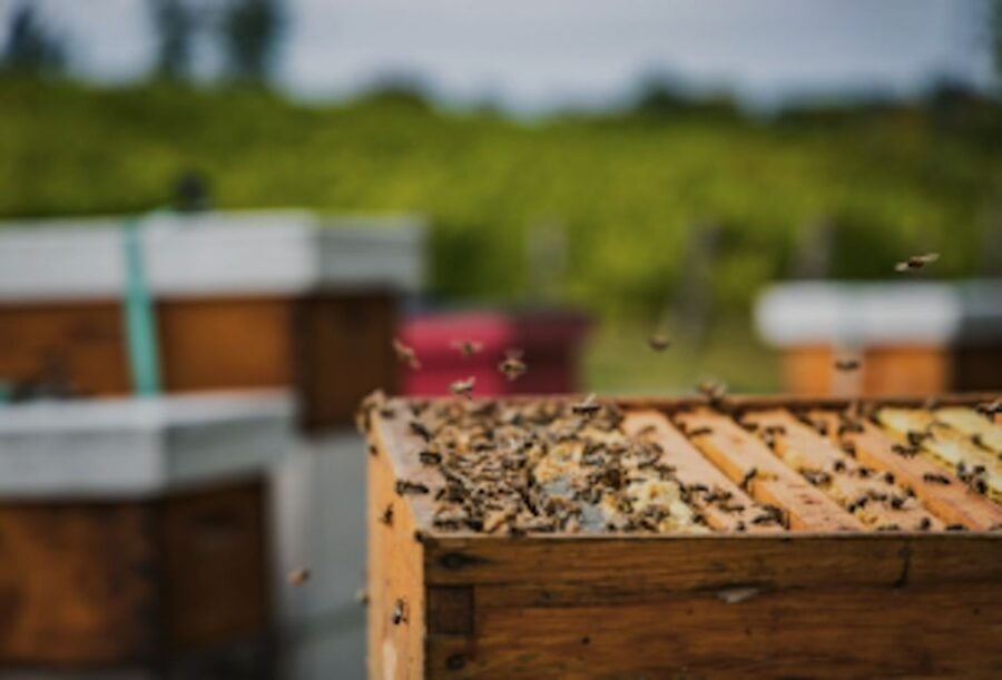 Quebec City: Honey and Distillery Tour With Tasting - Good To Know
