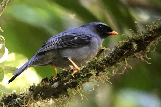 Quetzal Birdwatching Experience at San Gerardo De Dota Private Tour.