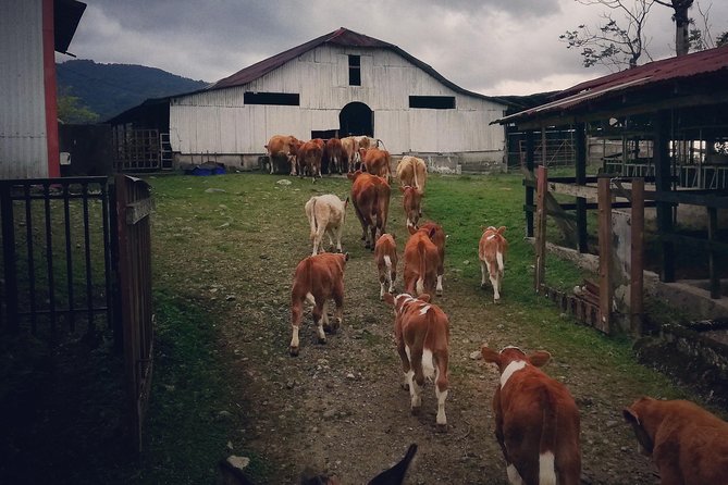 Queveri Horseback Riding Tours - Good To Know