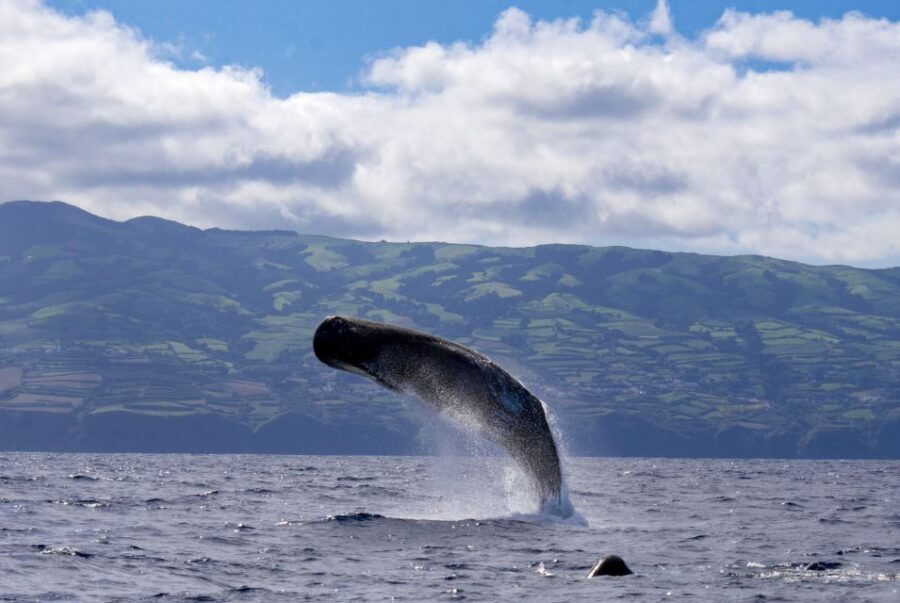 Rabo De Peixe: Sperm Whale Sanctuary Expedition - Good To Know