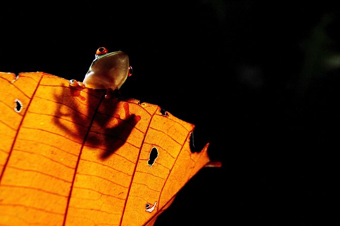 Rainforest Night Walk and Authentic Costa Rican Dinner From La Fortuna - Good To Know