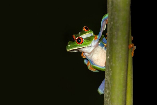 Rainforest Night Walking Tour (Private Property)