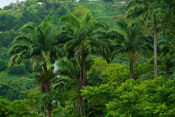 Rainforest Tour - Good To Know
