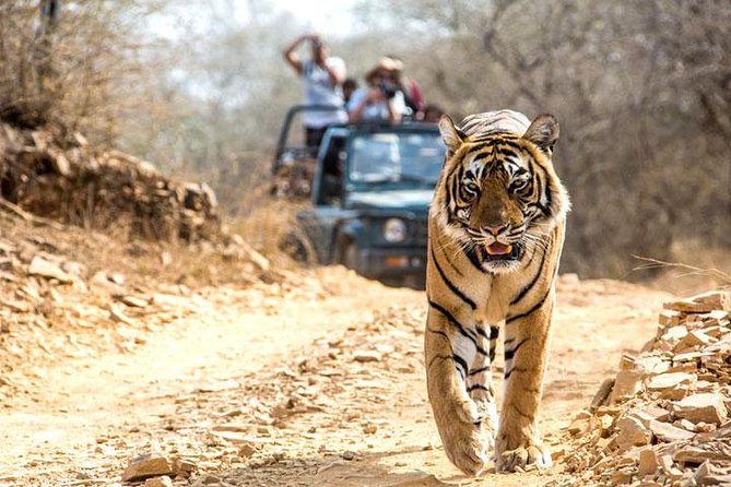 Ranthambhore Tiger Tour of Delhi, Agra, and Jaipur 5 Star Hotel - Good To Know