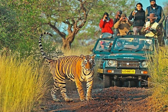 Ranthambore Canter Safari for Indian Nationals (Feb )