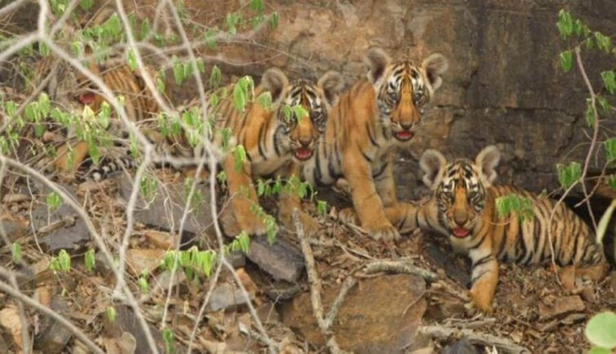 Ranthambore National Park Safari Booking - Good To Know