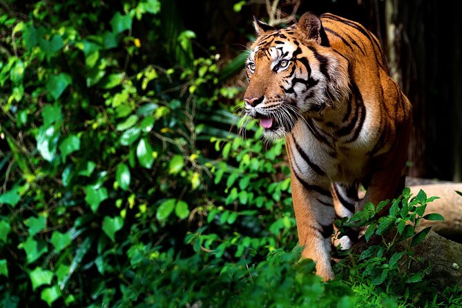 Ranthambore National Park Shared Wildlife Safari