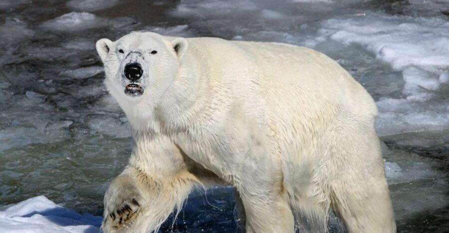 Ranua: Wildlife Park Tour