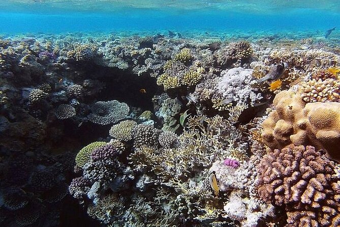 Ras Mohamed National Park by Bus Half Day - Sharm ElSheikh - Good To Know