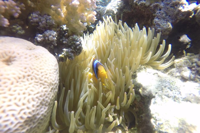 Ras Mohammed National Park and Tiran Island Snorkeling Day (Feb )