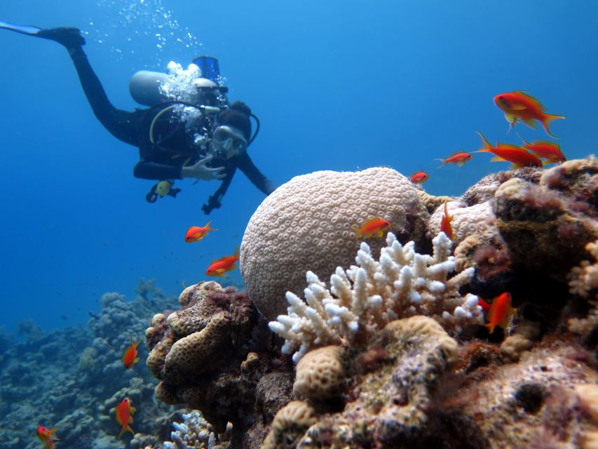 Ras Muhammad National Park: Diving Boat Trip From Sharm - Good To Know