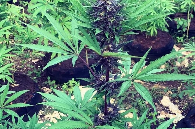 Rastasafari Experience - Experience Options