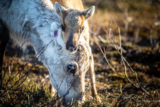 REINDEER CALVING DAY TRIP - a Once in a Life Time Experience in Karasjok - Good To Know