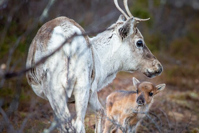 REINDEER CALVING EVENING TRIP - a Peaceful Walk to the CALVING Area - Good To Know