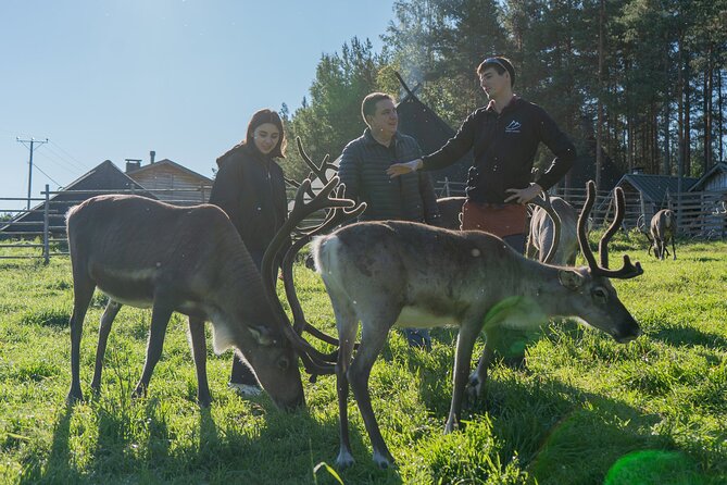 Reindeer Farm Experience in Summer and Autumn From Rovaniemi