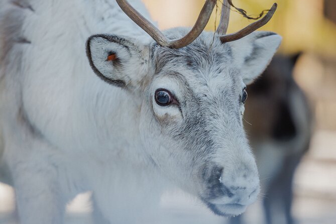 Reindeer Farm Visit With Sledge Ride
