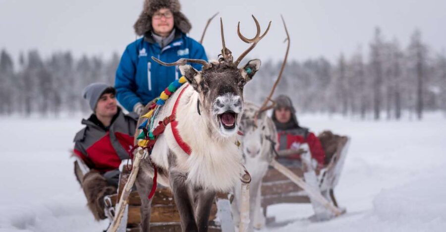 Reindeer Safari and Visit to Reindeer Farm