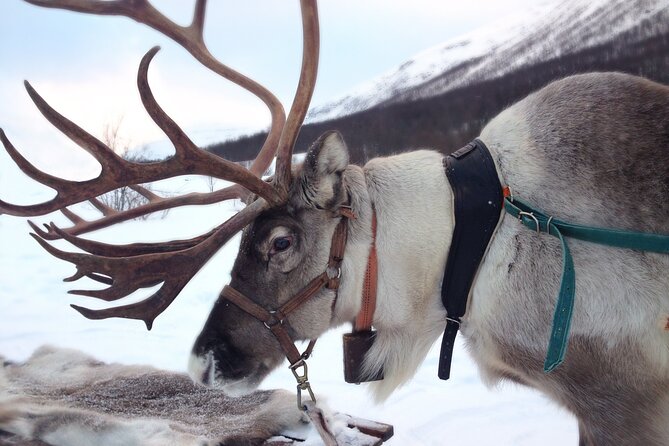 Reindeer Sleigh Ride Forest Safari - Good To Know