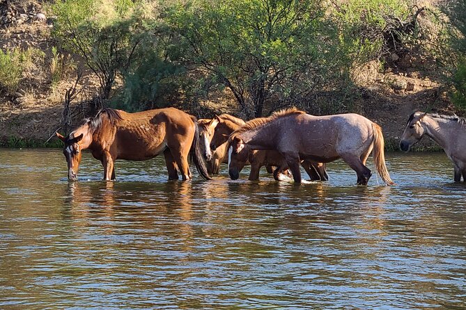 Rent a Paddle Board And Float the Lower Salt River - Good To Know