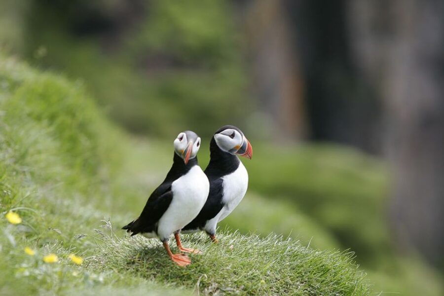 Reykjavik: 1-Hour Puffin Watching Tour - Good To Know