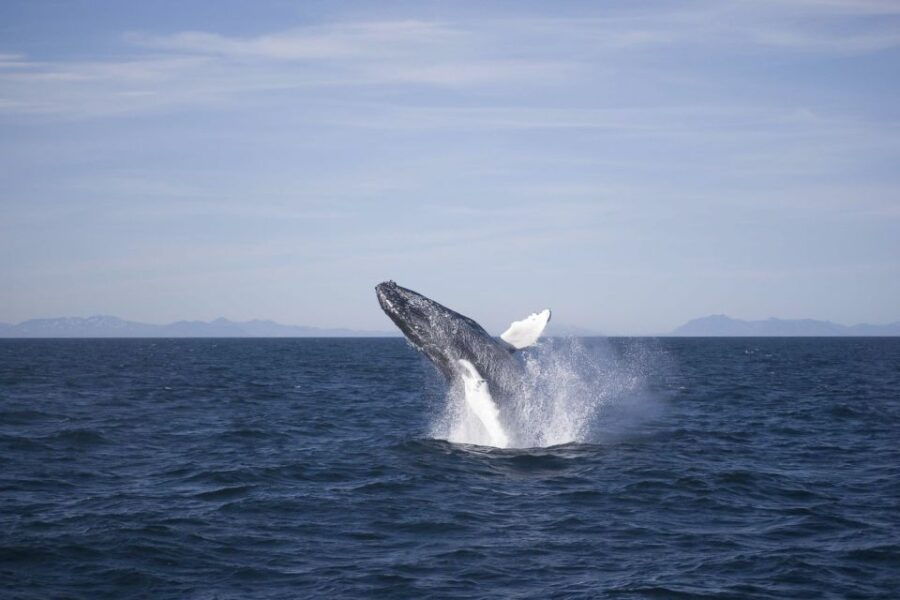 Reykjavik: 3-Hour Whale Watching Tour - Good To Know