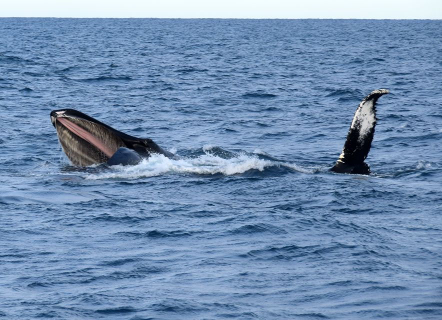 Reykjavik: Half-Day Whales and Puffins Cruise Combo Tour - Good To Know