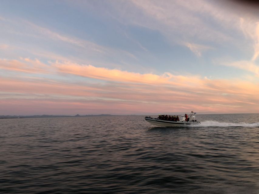 Reykjavik: Premium Whale and Puffin Watching Evening Tour - Good To Know