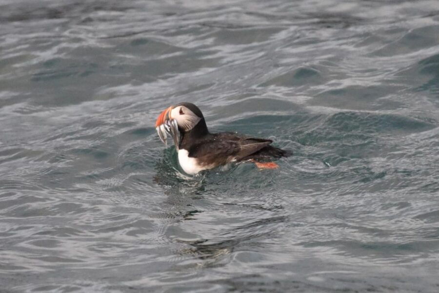 Reykjavík: RIB Speed-Boat Puffin Watching Tour - Good To Know