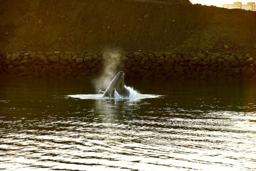 Reykjavik: Whale & Marine Adventure Tour - Good To Know