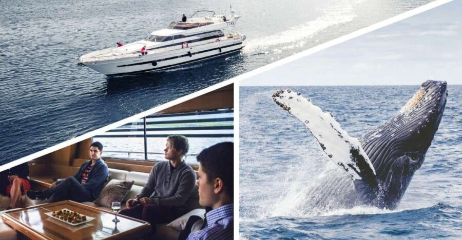 Reykjavik: Whale Watching and Dolphin Watching Yacht Cruise - Good To Know