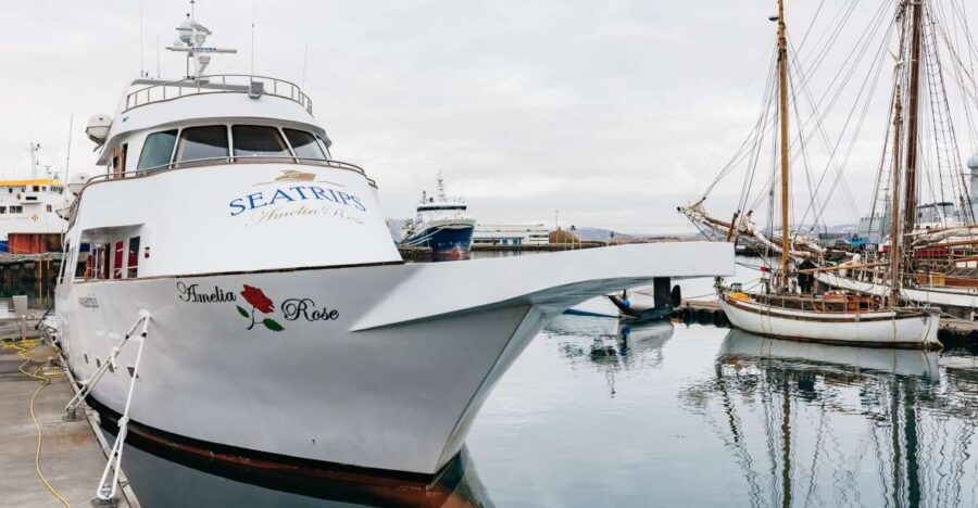 Reykjavík: Whale Watching Cruise on the Amelia Rose Yacht - Good To Know