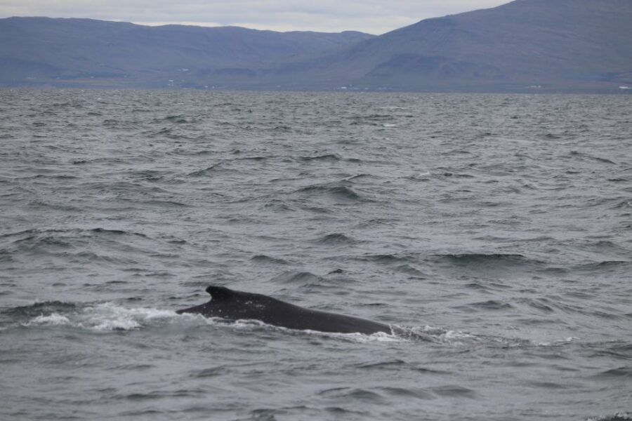 Reykjavik: Whale Watching Excursion & Whale Exhibition - Good To Know