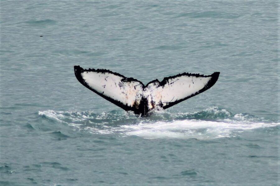 Reykjavik: Whale Watching in Faxaflói Bay & Live Lava Show - Good To Know