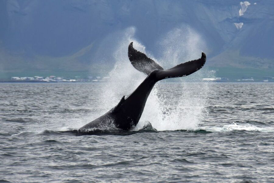 Reykjavik: Whale Watching Tour - Good To Know
