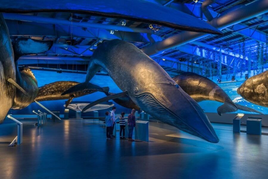 Reykjavik: Whales of Iceland Museum Entrance Ticket - Good To Know