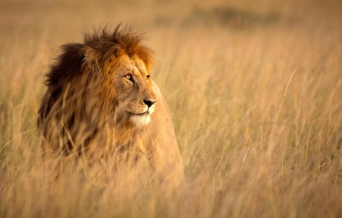 Rhino and Lion Park Half Day Safari From Johannesburg
