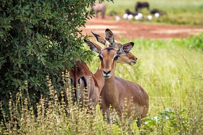 Rhino & Lion Nature Reserve