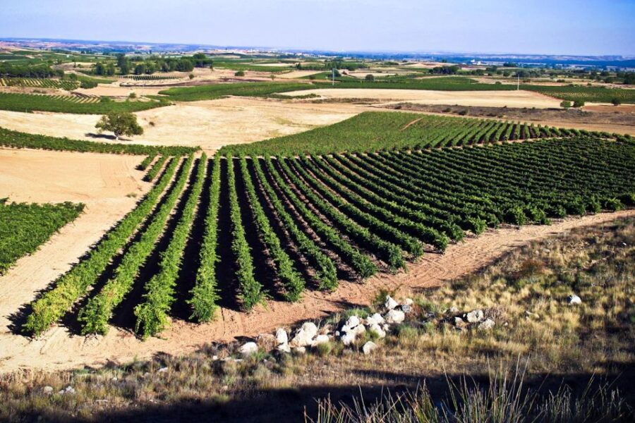 Ribera Del Duero: Guided Wine and Tapas Tour With 4 Wineries - Good To Know