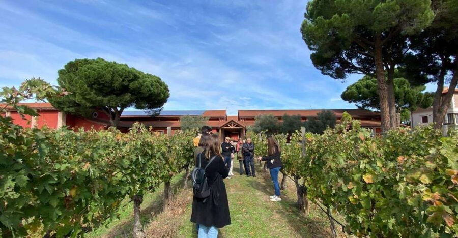 Ribera Del Duero: Visit 2 Wineries, Inc. Pickup & Drop-Off