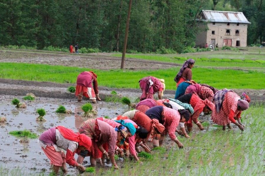 Rice Planting in Nepal - Good To Know