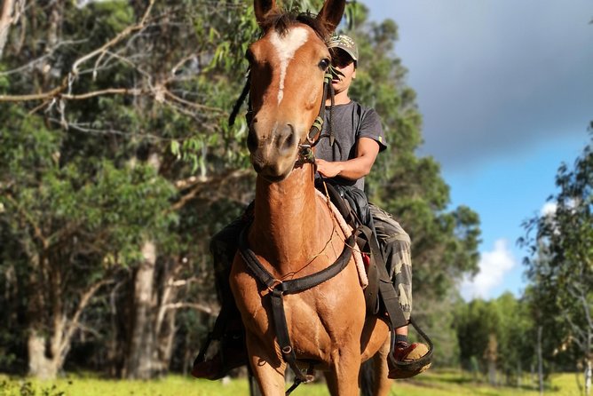 Ride in the Morning and Plant a Tree on the Top of the Island - Good To Know