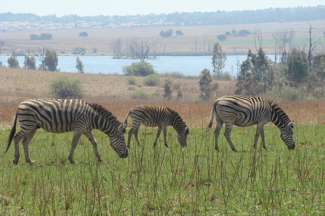 Rietvlei Nature Reserve Half-Day Tour From Johannesburg - Good To Know
