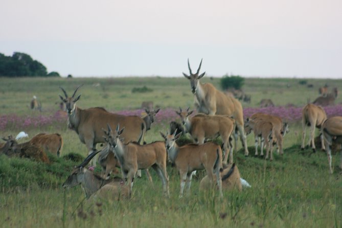 Rietvlei Nature Reserve Half-Day Tour From Pretoria, Every TUESDAY