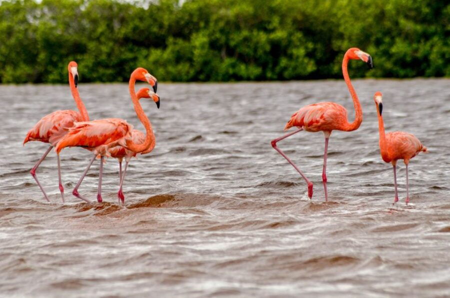 Rio Lagartos: Boat Tour Through the Nature Reserve
