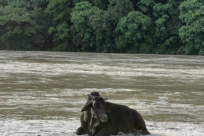 Rishikesh Off-trail Trekking & Ganges Riverside Walk - Good To Know