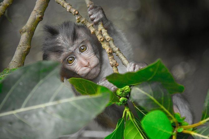 River Rafting Down the Ayung and Sacred Monkey Forest - Good To Know