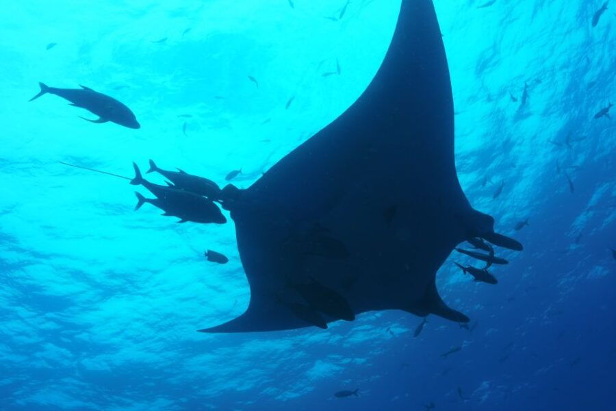 Riviera Maya: Full-Day Whale Shark Encounter - Good To Know