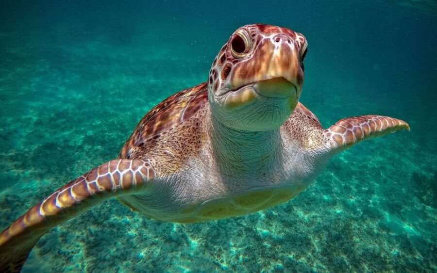 Riviera Maya: Turtles and Cenote Snorkeling Tour - Good To Know